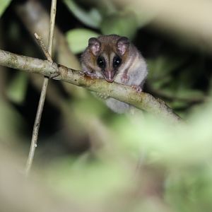 Monito del Monte (Dromiciops gliroides)!!!