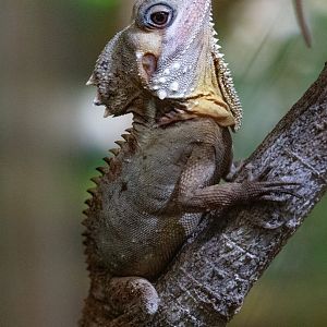 Boyd's Forest Dragon