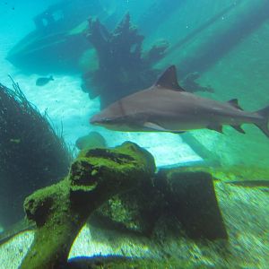 Bull Shark juvenile