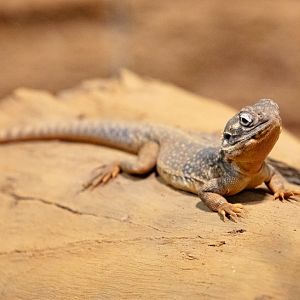 Central Bearded Dragon