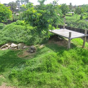 Hyena Enclosure - two Hyenas visible