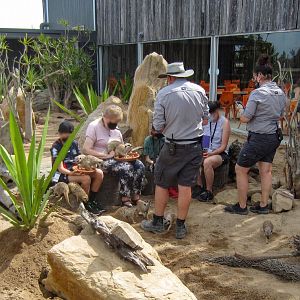 Meerkat Encounters