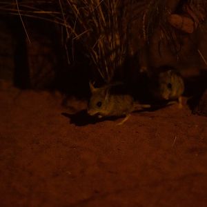 Spinifex Hopping Mouse