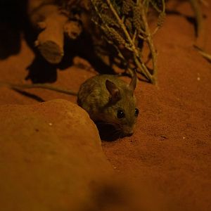 Spinifex Hopping Mouse