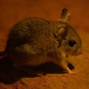 Spinifex Hopping Mouse