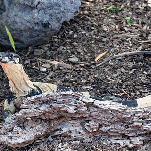 Bell's phase Lace Monitor