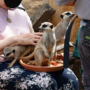 Meerkat Encounters