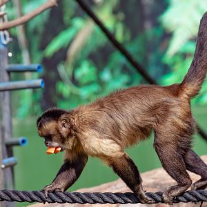 Brown Capuchin
