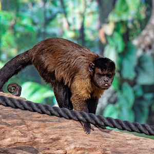 Brown Capuchin