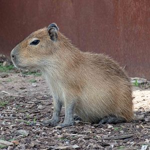 Capybara juvenile