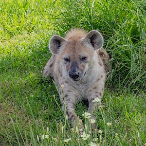 Spotted Hyena