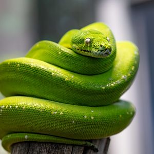 Green Tree Python