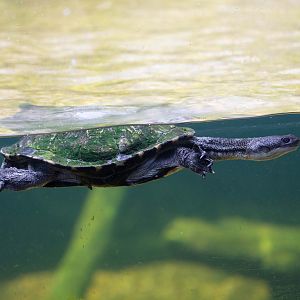 Long-necked Turtle