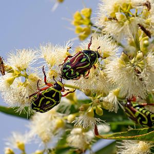 Fiddler Beetles (wild beetles feeding in one of the zoos flowering eucalypts)