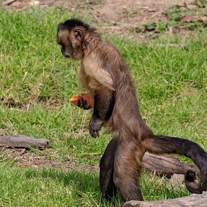 Brown Capuchin