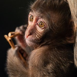 Baby Japanese macaque, Minato