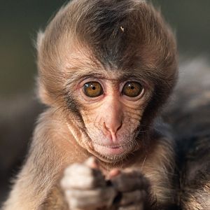 Baby Japanese macaque, Minato