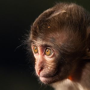 Baby Japanese macaque, Minato