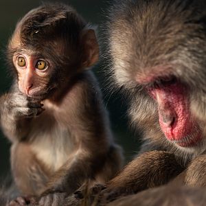 Baby Japanese macaque, Minato
