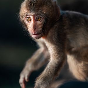 Baby Japanese macaque, Minato