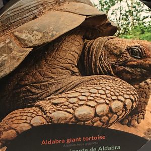 Aldabra tortoise stock photo