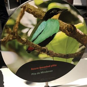 Azure breasted pitta stock photo