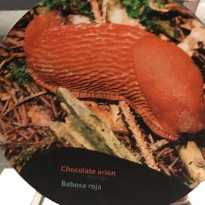 Chocolate arion stock photo