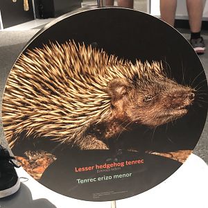 Lesser hedgehog tenrec stock image