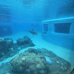 Atlantic Bottlenose Dolphin Exhibit