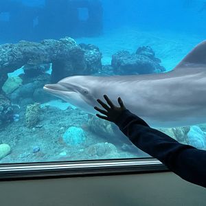 Atlantic Bottlenose Dolphin