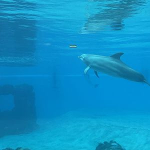 Atlantic Bottlenose Dolphin Playing With Frisbee