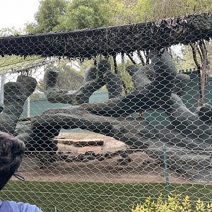 White Lion Climbing Tree (?)