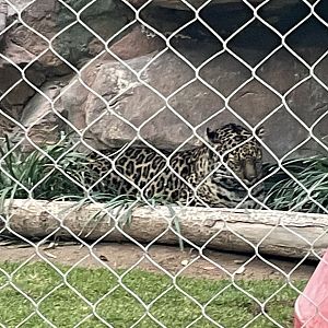 Amur Leopard