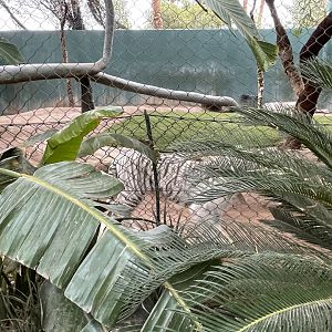 Pacing “White” Tiger