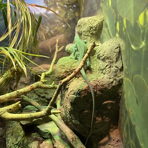 Emerald Monitor - Reptile House