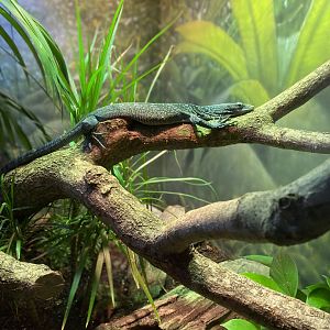 Blue Tree Monitor - Reptile House