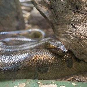Green Anaconda - Reptile House