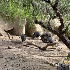 Chacoan Peccaries