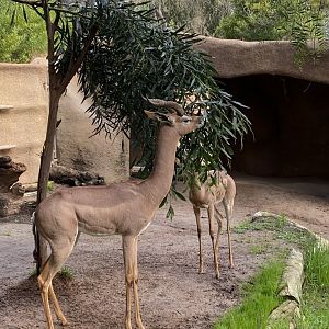 Southern Gerenuk