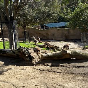 Speke’s Gazelle (and Lesser Kudu in the background)