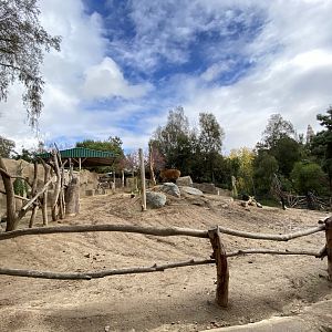 Giant Eland, Grevy’s Zebra, and Southern Gerenuk Habitat