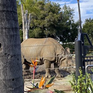 Maza the Greater One-horned Rhino - Urban Jungle