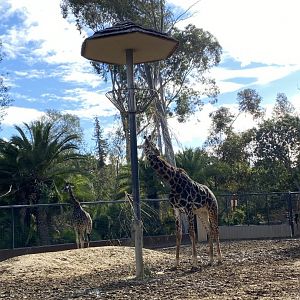 Masai Giraffe Herd - Urban Jungle