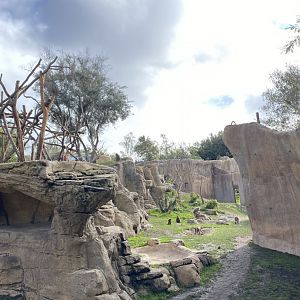 Hamadryas Baboon Habitat - Africa Rocks