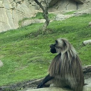Gelada - Africa Rocks