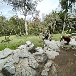 Sumatran Orangutan and Siamang Habitat - Absolutely Apes
