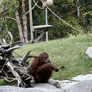 Karen the Sumatran Orangutan - Absolutely Apes
