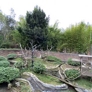 Allen’s Swamp Monkey Habitat - Lost Forest