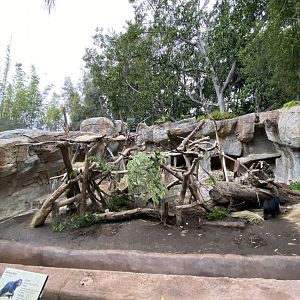 Andean Bear Grotto - Center Street