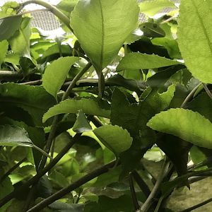 Manuka Gecko (Naultinus manukanus)